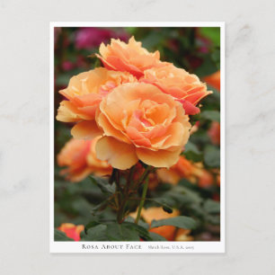 Rosa About Face Postcard