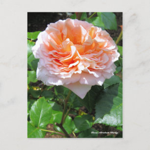 Rosa Abraham Darby［Postcard］ Postcard