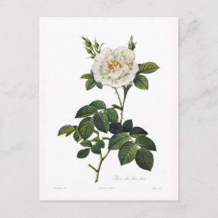 Rosa alba flore plena postcard
