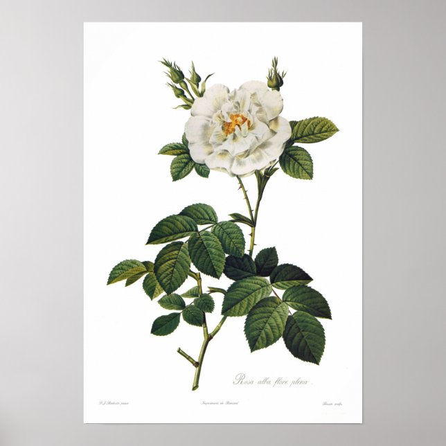 Rosa alba flore plena poster (Front)