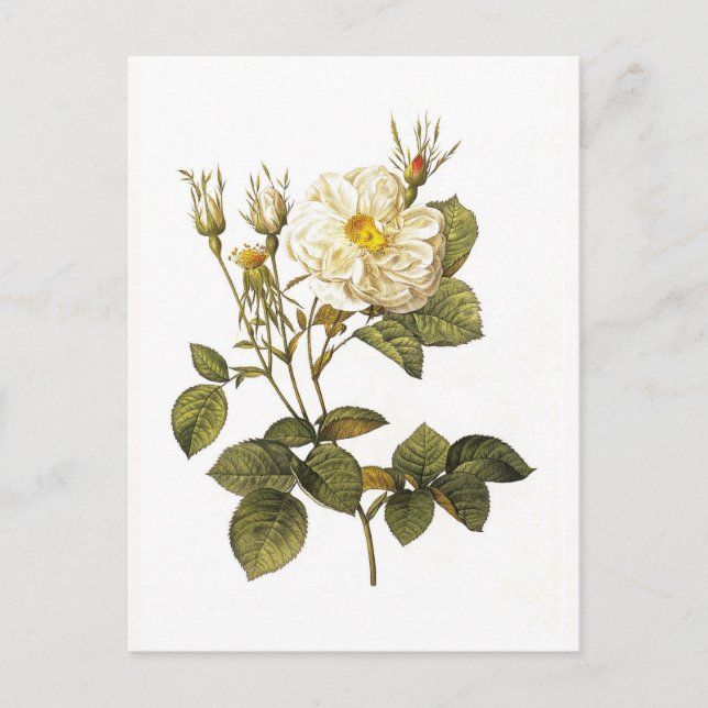 Rosa alba foliacea postcard (Front)