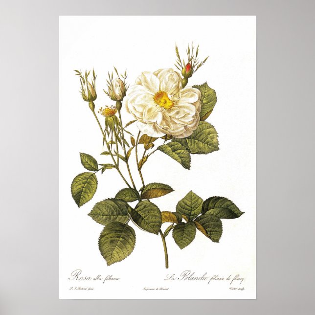 Rosa alba foliacea poster (Front)