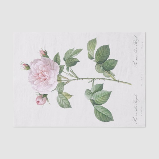 Rosa alba regalis tissue paper (Front)