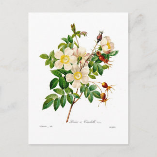 Rosa alpina postcard