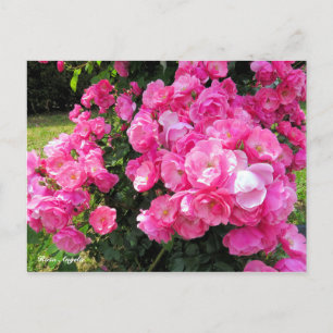 Rosa Angela[Postcard] Postcard