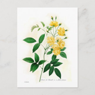 Rosa banksii postcard
