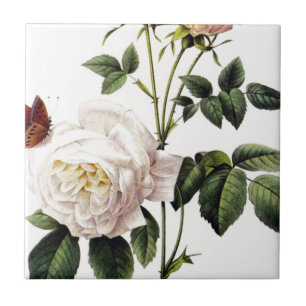 Rosa Bengale - Pierre Joseph Redouté. Tile