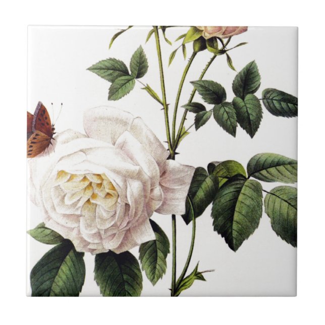 Rosa Bengale - Pierre Joseph Redouté. Tile (Front)