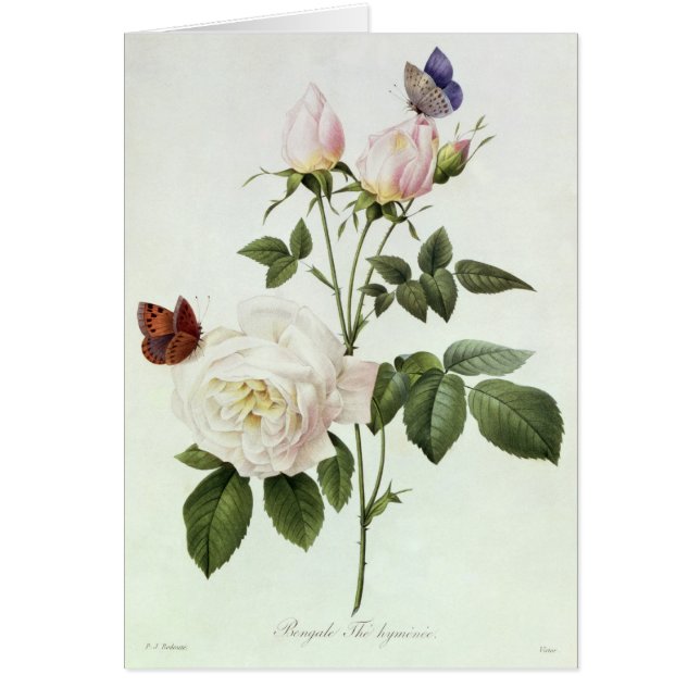 Rosa: Bengale the Hymenes (Front)