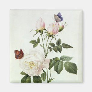 Rosa: Bengale the Hymenes, from 'Les Roses' Magnet