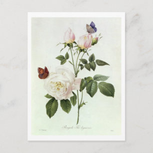 Rosa: Bengale the Hymenes, from 'Les Roses' Postcard