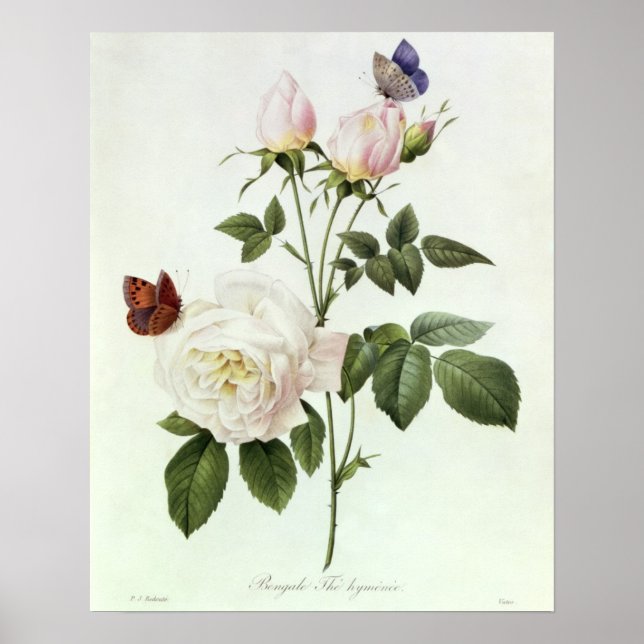 Rosa: Bengale the Hymenes, from 'Les Roses' Poster (Front)