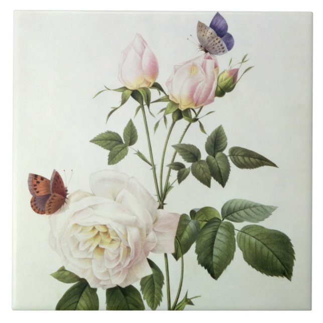 Rosa: Bengale the Hymenes, from 'Les Roses' Tile (Front)