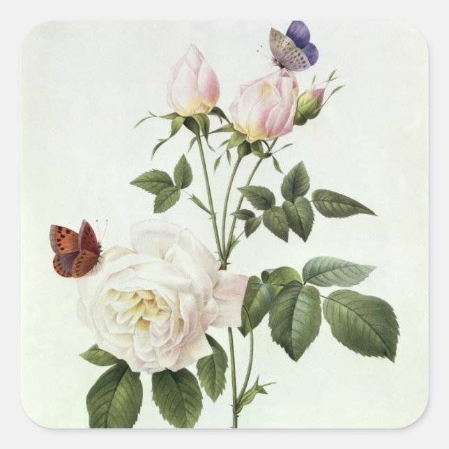 Rosa: Bengale the Hymenes Square Sticker (Front)