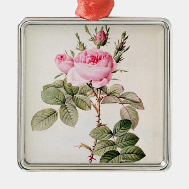 Rosa Bifera Officinalis, from 'Les Roses' Metal Tree Decoration (Front)