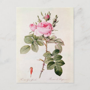 Rosa Bifera Officinalis, from 'Les Roses' Postcard