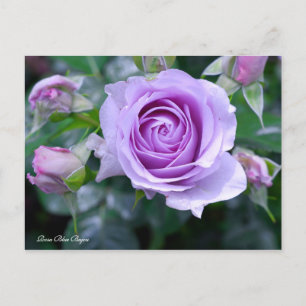 Rosa Blue Bajou [Postcard] Postcard