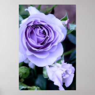 Rosa Blue Bajou Poster