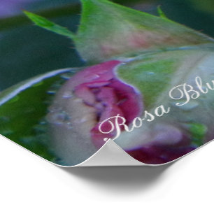 Rosa Blue Bajou Poster