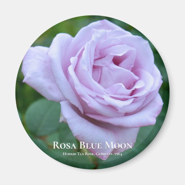 Rosa Blue Moon Magnet (Front)