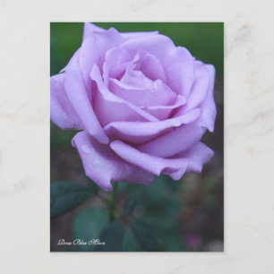 Rosa Blue Moon [Postcard] Postcard