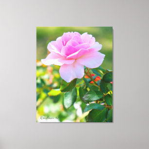 Rosa Bonica '82 Canvas Print