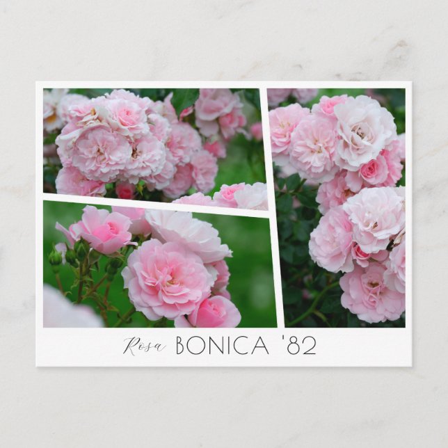 Rosa Bonica '82 Postcard (Front)