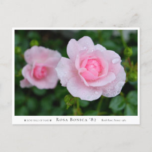 Rosa Bonica '82 Postcard