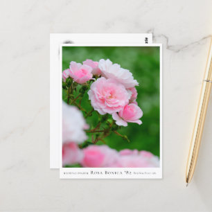 Rosa Bonica '82 Postcard