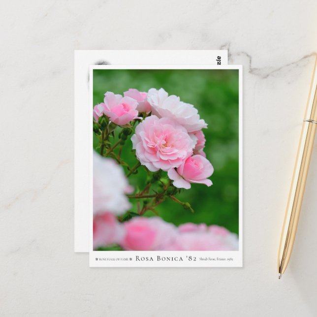 Rosa Bonica '82 Postcard (Front/Back In Situ)