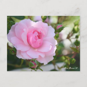 Rosa Bonica '82:Postcard Postcard