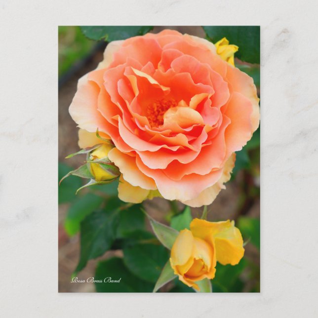 Rosa Brass Band [Postcard] Postcard (Front)