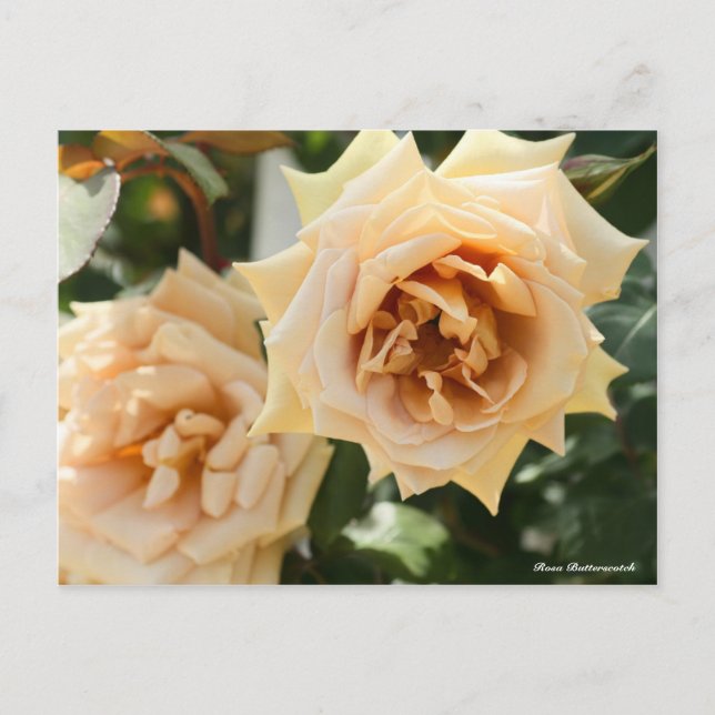 Rosa Butterscotch Postcard (Front)