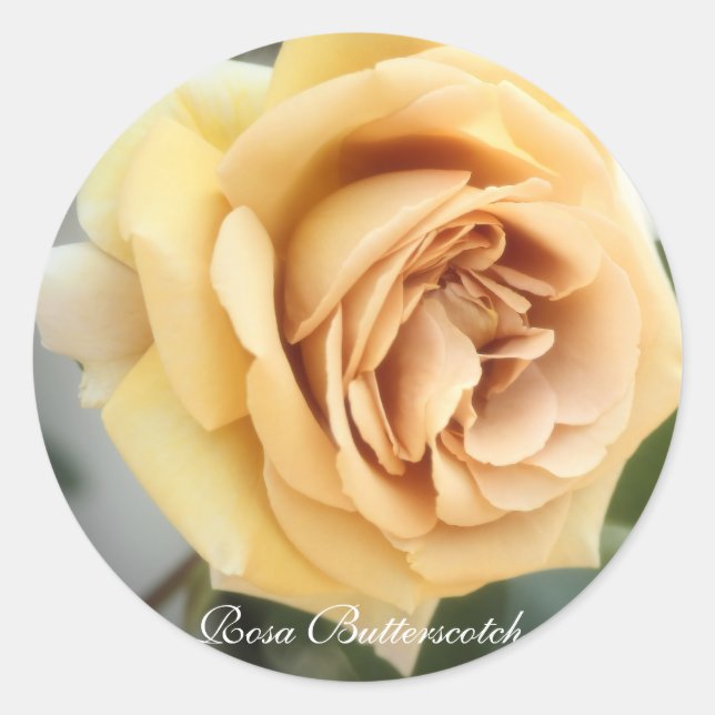Rosa Butterscotch：Seal Classic Round Sticker (Front)