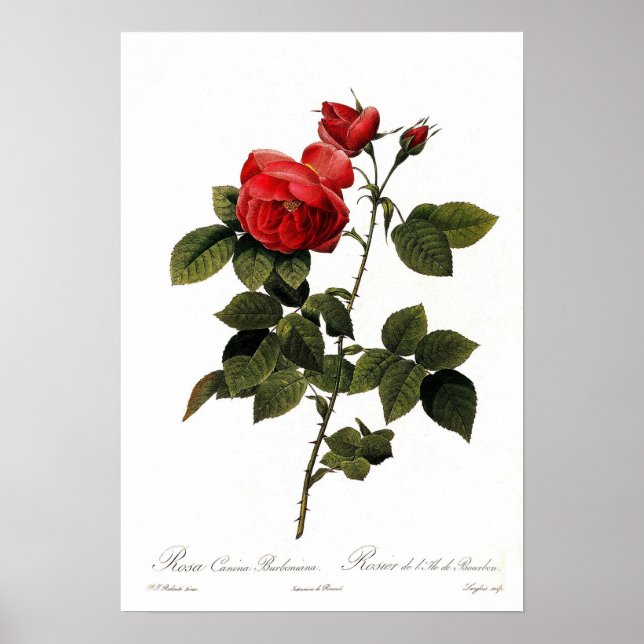 Rosa canina bourboniana poster (Front)