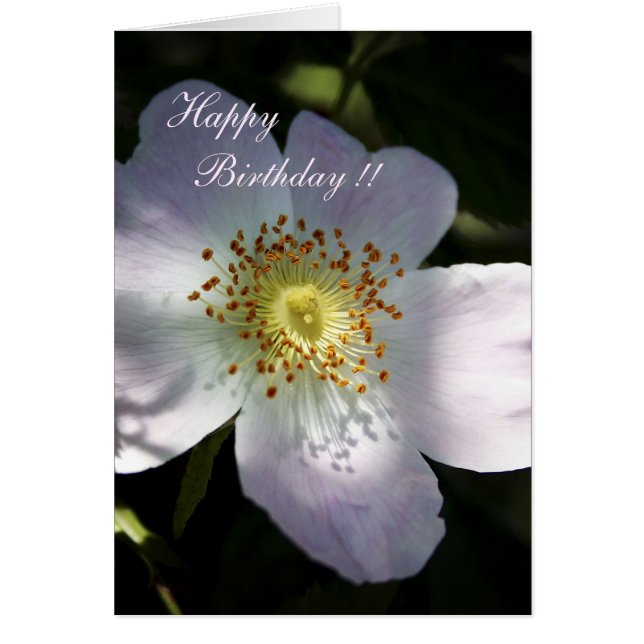 Rosa Canina - Dog Rose (Front)