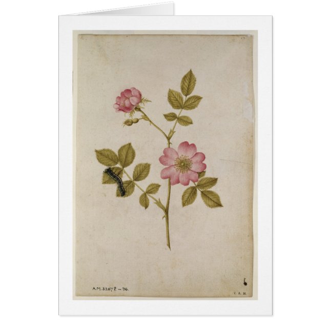 Rosa Canina - Dogrose and Caterpillar (pencil & w/ (Front)
