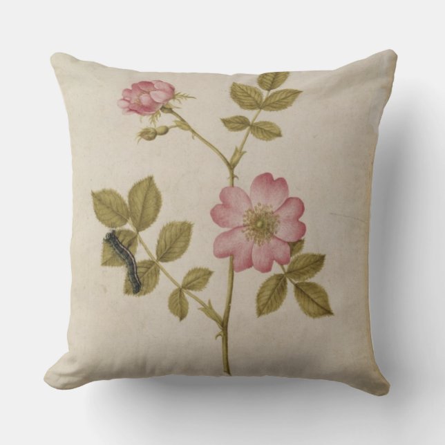 Rosa Canina - Dogrose and Caterpillar (pencil & w/ Cushion (Front)