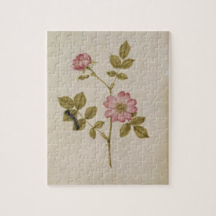 Rosa Canina - Dogrose and Caterpillar (pencil & w/ Jigsaw Puzzle