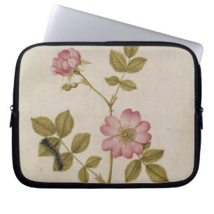 Rosa Canina - Dogrose and Caterpillar (pencil & w/ Laptop Sleeve