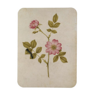 Rosa Canina - Dogrose and Caterpillar (pencil & w/ Magnet