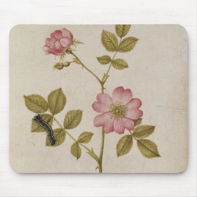 Rosa Canina - Dogrose and Caterpillar (pencil & w/ Mouse Mat (Front)
