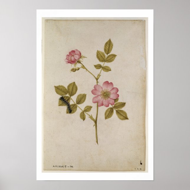 Rosa Canina - Dogrose and Caterpillar (pencil & w/ Poster (Front)