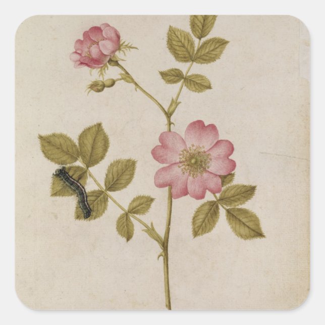 Rosa Canina - Dogrose and Caterpillar (pencil & w/ Square Sticker (Front)