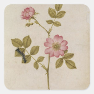 Rosa Canina - Dogrose and Caterpillar (pencil & w/ Square Sticker