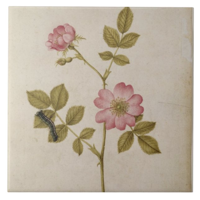 Rosa Canina - Dogrose and Caterpillar (pencil & w/ Tile (Front)