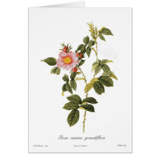 Rosa canina grandiflora
