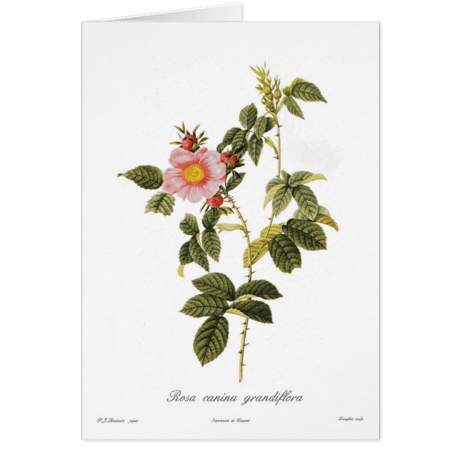 Rosa canina grandiflora (Front)