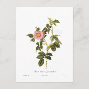 Rosa canina grandiflora postcard