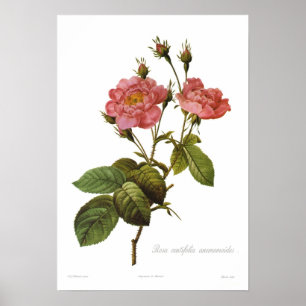 Rosa centifolia anemonoides poster